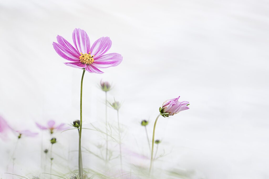 弁護士紹介の花画像